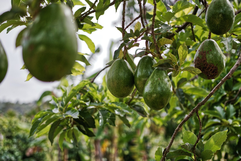 avocado fruits hanging on a tree