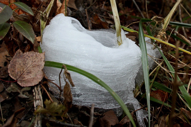 frost flower